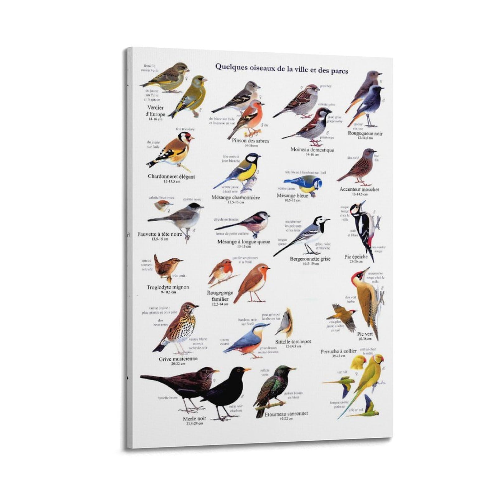 OKNGB Kinder-Zoologie-Pädagogisches Poster, Vogelführer-Poster, dekorative Malerei, Leinwand, Wandposter und Kunstdruck, moderne Familienschlafzimmer-Dekoration, Poster, 60 x 90 cm