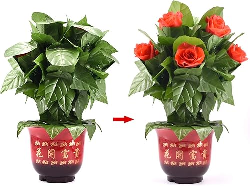 SUMAG Blooming Rose Bush - Control remoto (10 flores, versión de batería) Trucos de magia de flores que aparecen en escenario, fiesta, boda, SUMAG Blooming Rose Bush - Control remoto (10 flores, versión de batería) Trucos de magia de flores que aparecen en escenario, fiesta, boda,
