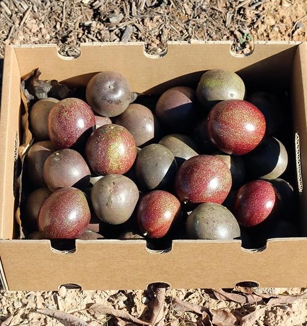 Fruta de la Pasión o Maracuyás, caja de 2kg, Fruta fresca entera, producción local y sostenible en Castellón (España),Del agricultor a casa, comprar maracuyá fresca, recolección bajo pedido