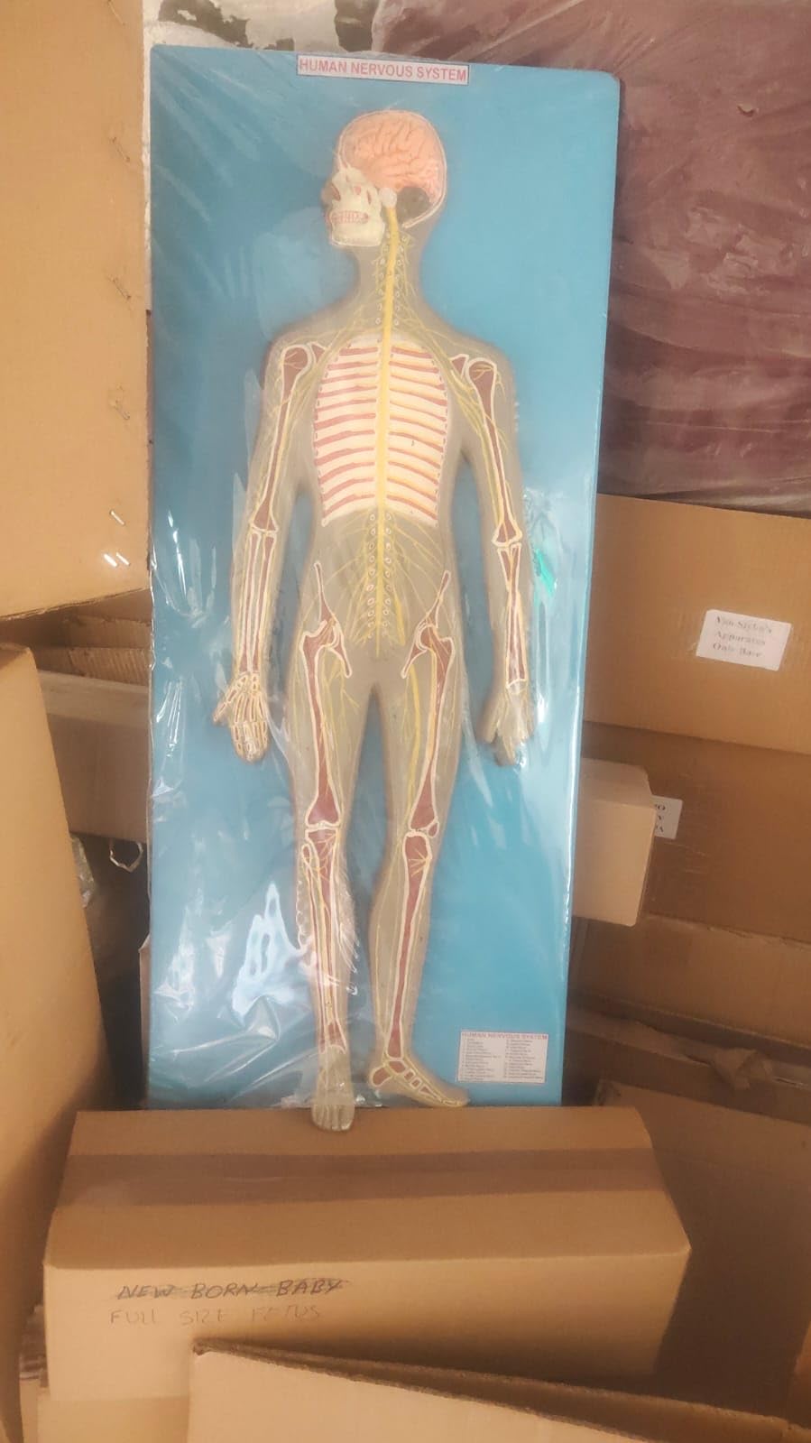 Sponsored Ad - Human Nervous System Central and Peripheral