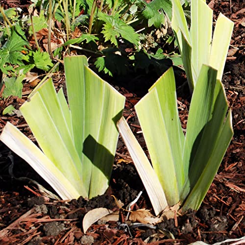 Old Black Magic Bearded Iris Plant Quart Pot - Fragrant Coal Black Flowers - Easy To Grow Garden Plant #TOP4