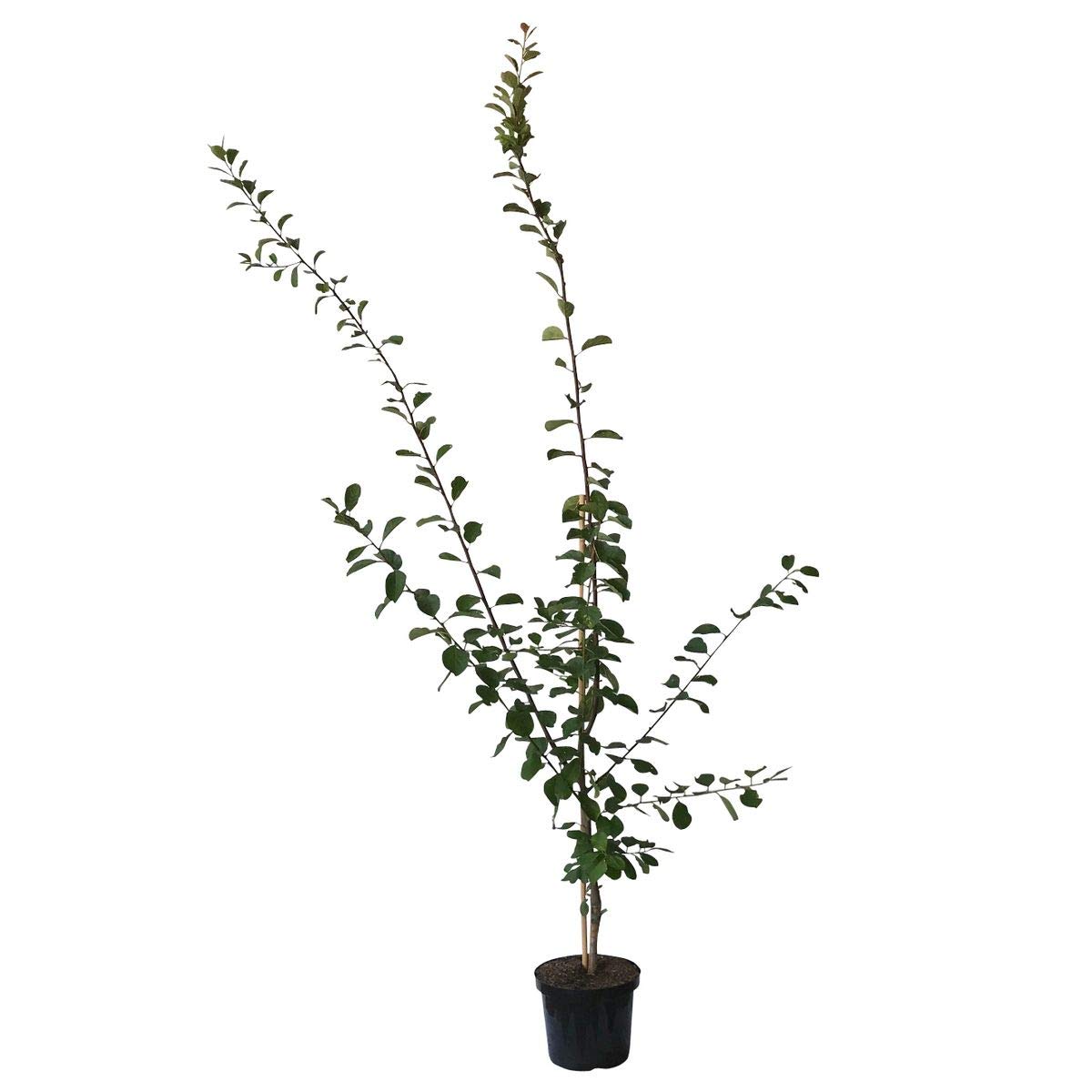 Bühler Frühzwetsche historische Zwetsche gut steinlösend Zwetschge Buschbaum 110-140 cm 10 L Topf