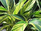 9EzTropical - Variegated Shell Ginger - 1 Plants - Mulplte Trunks - 1 Feet Tall - Ship in 1 gal Pot