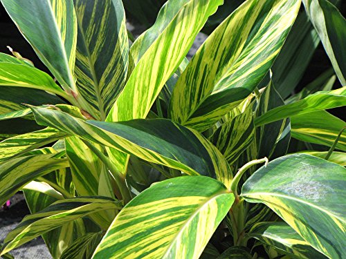 9EzTropical - Variegated Shell Ginger - 1 Plants - Mulplte Trunks - 1 Feet Tall - Ship in 1 gal Pot
