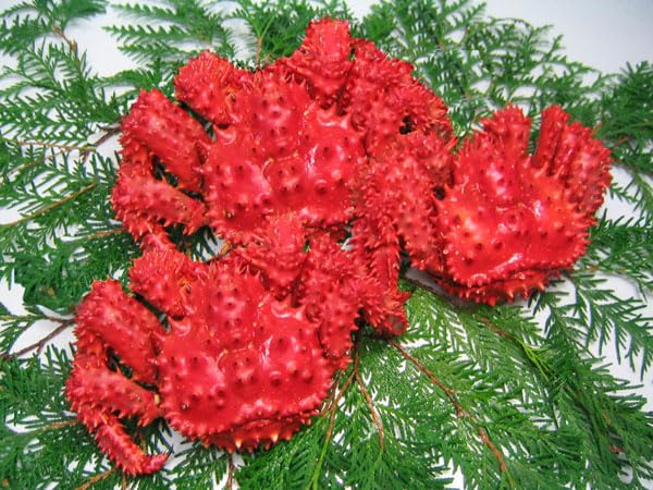 北海道四季工房 北海道根室産 花咲がに (ボイル・冷凍)