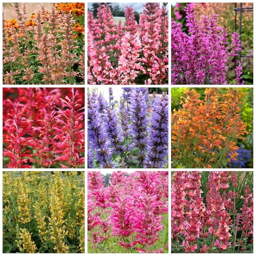 60+ Perennial Hummingbird Mint Seeds for Planting - Agastache Seeds Herb Plant Attracts Hummingbirds Non-GMO Heirloom Outdoor Garden
