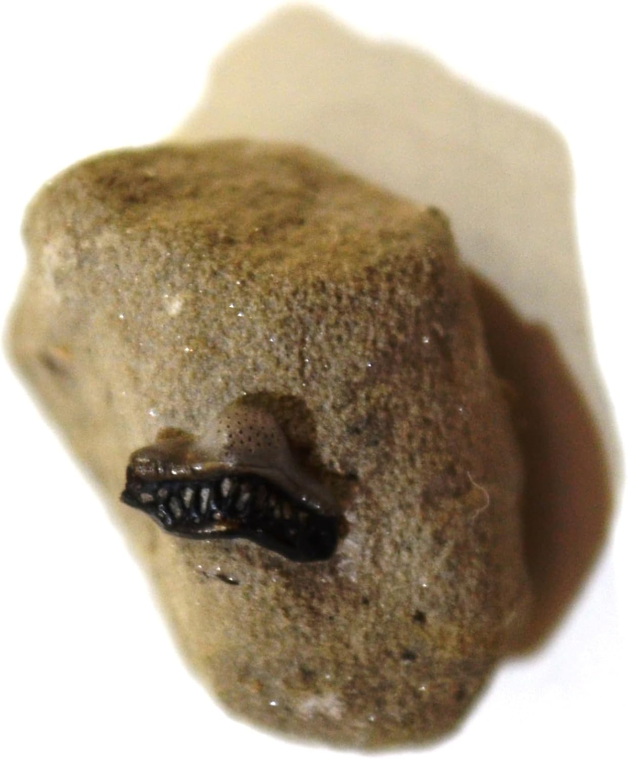 Helodus sp Fossil (Fossils) REQ149