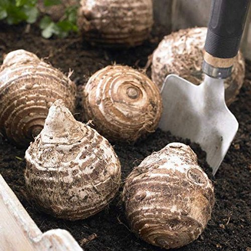 Elephant Ears (Colocasia) 3 Bulb- Bold Tropical Effect To And Landscape. #TOP1