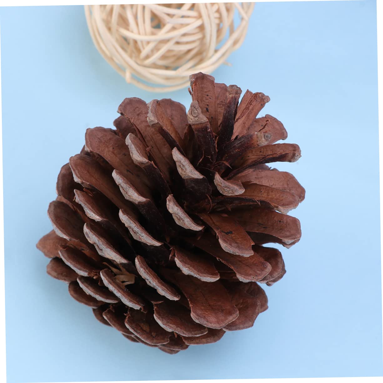 Natürliche Tannenzapfen 6-8cm für Weihnachtsdekoration | Wiederverwendbar, Winterfest für Festtage, 50 Stück Packung für Restaurantdekoration und Natürliche Optik