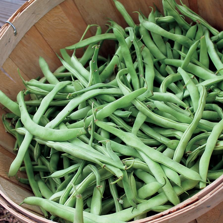 Park Seed Kentucky Blue Pole Bean Seeds