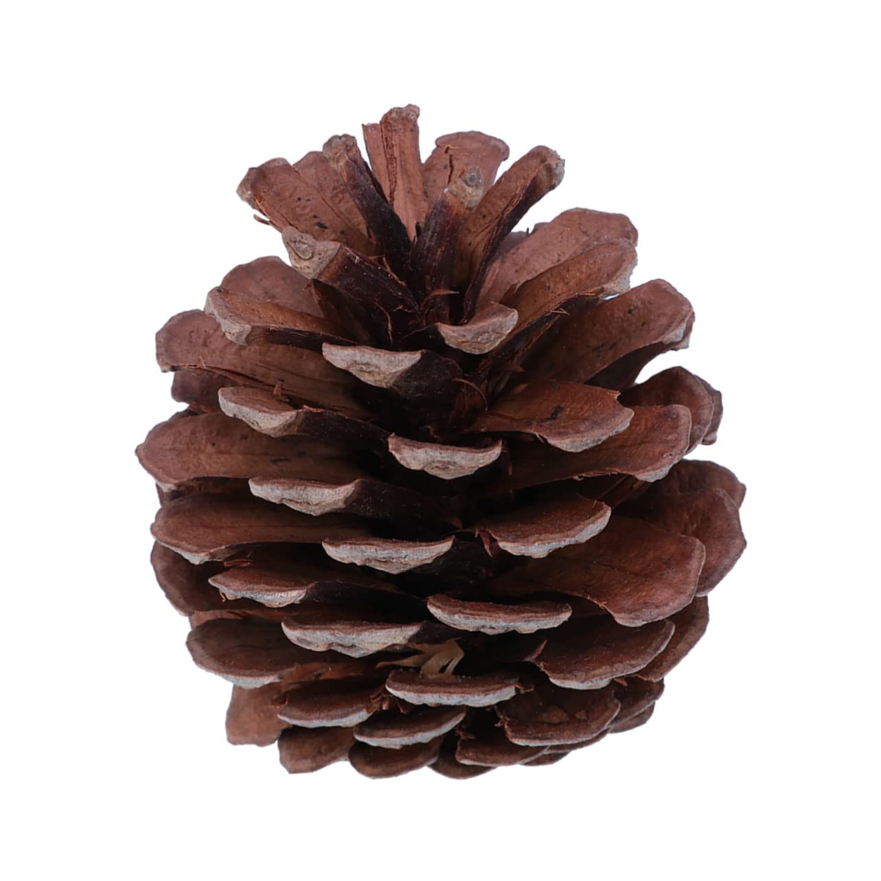 50stücke Natürliche Für Weihnachtsbaum-Dekoration -Dekoration Winterdeko Tischdeko Bastelmaterial Haus Und