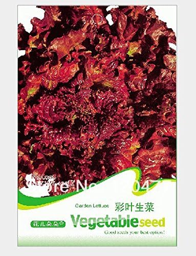 New Arrival! Caiye lettuce seeds, hardy heat-resistant, vegetable seeds - 100 particles