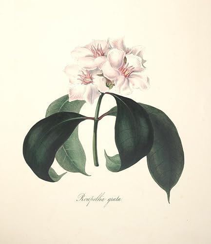 Arabella Roupell 1849 Roupellia Grata - Póster de Flora de Sudáfrica (18 x 24)