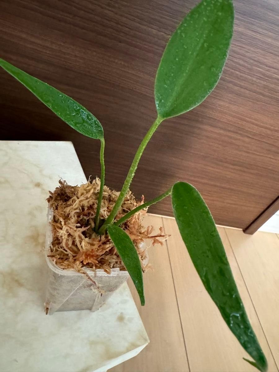 モンステラ バールマルクスフレーム ディラセラータ 2089S発根済