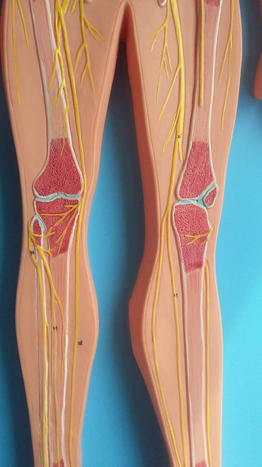 Modelo del Sistema Circulatorio Humano, Estructuras Venosas Y Arteriales con Herramientas Avanzadas para El Pintado De Equipos Médicos para Pintar