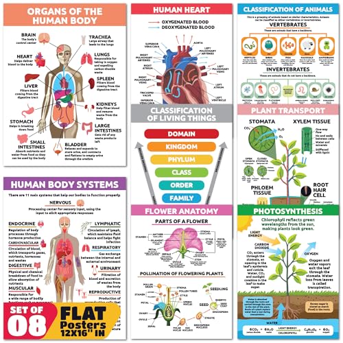 Affiches sciences de la vie Sproutbrite pour animer les cours d'école - 2