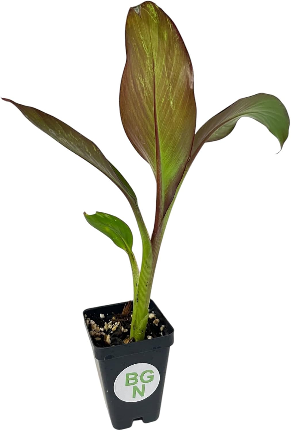 Ensete Maurelii - Red Abyssinian Banana - Cold Hardy Tropical Banana