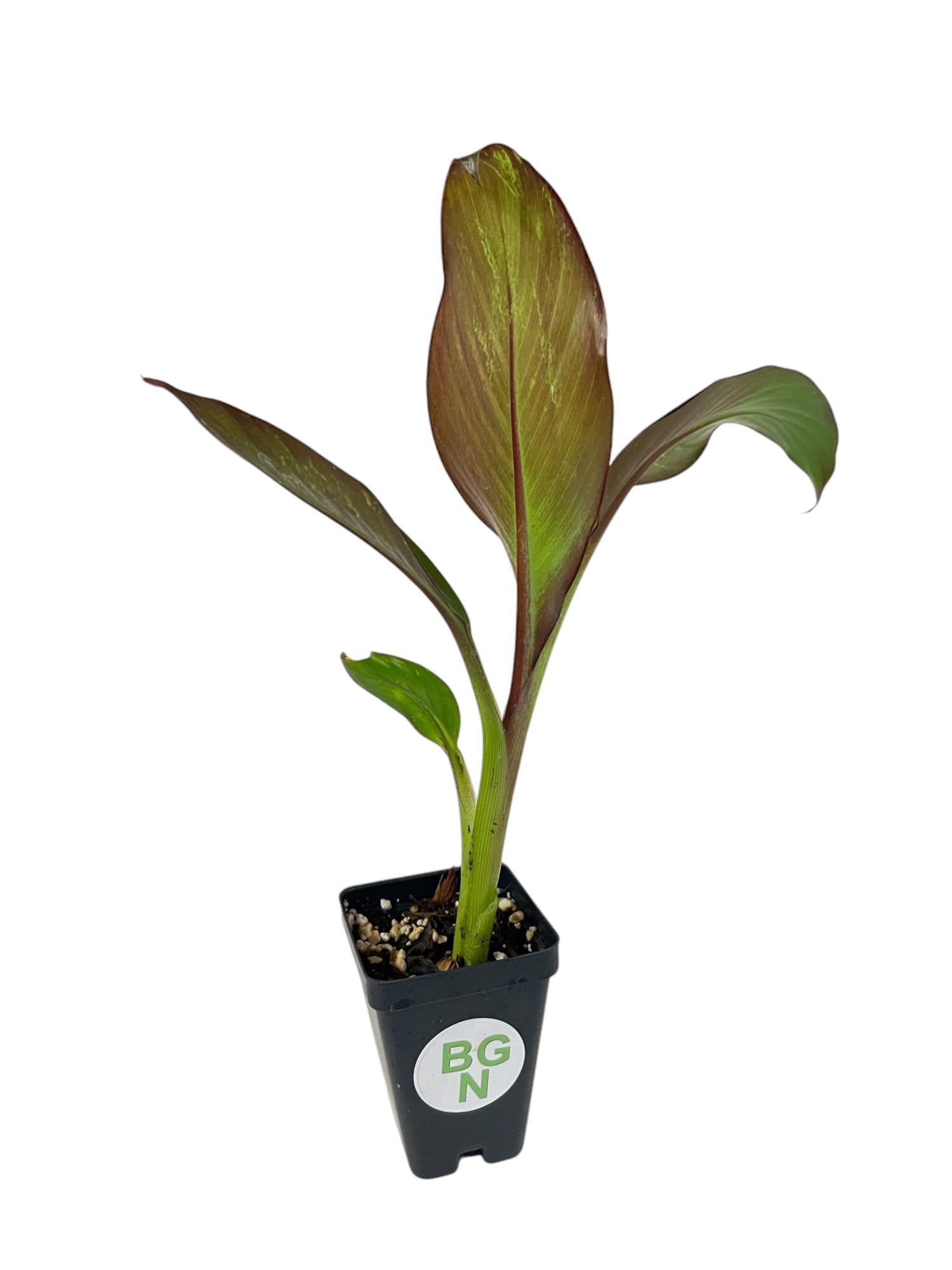 Ensete Maurelii Red Abyssinian Banana