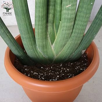 61YoJs3f8zL._AC_UF350,