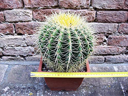 Geosism & Nature Echinocactus grusonii 25 cm, Kaktus, Sukkulente
