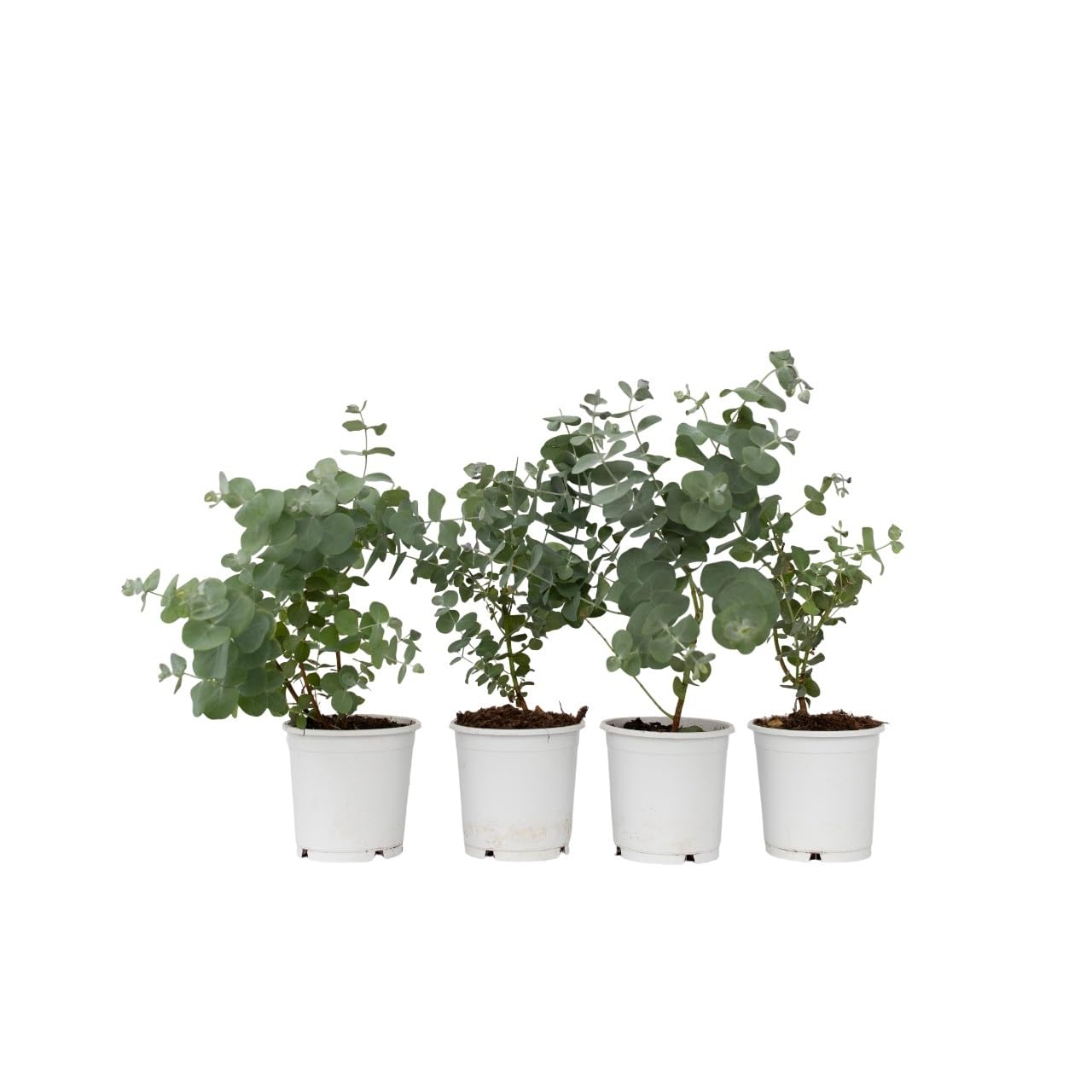 Plant in a Box - Eucalyptus Pulverulenta 'Baby Blue' - Set de 4 - Maceta 12cm - Altura 25-40cm