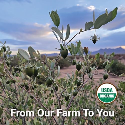 Miniatura 3 de Aceite de jojoba orgánico certificado por USDA, 100% puro, tamaño de viaje, prensado en frío, todo natural para cara, cabello, uñas, estiramiento de