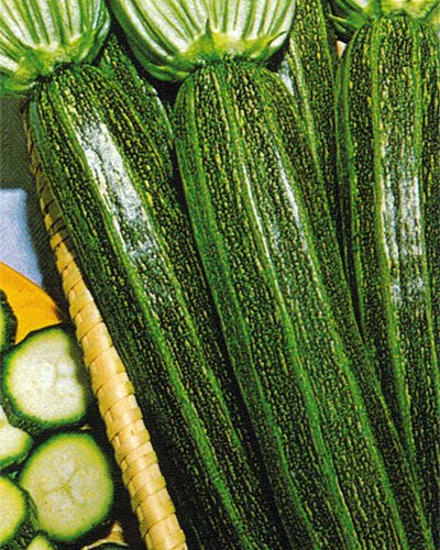 Italian Heirloom Heritage Long Striped COURGETTE Early STRIATO D'ITALIASUMMER Squash 10 Organic Seeds Certified French Organic Grower