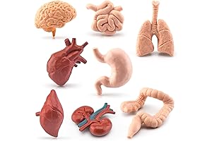 8 Piece Mini Human Organ Model Anatomical Figure Set