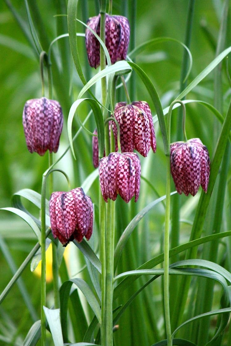 Ritz Farming® Fritillaria Meleagris Flower Bulbs For indoor & Outdoor Flowering (pack of 5 Bulbs) (B0CV259YSS) Amazon Price History, Amazon Price Tracker
