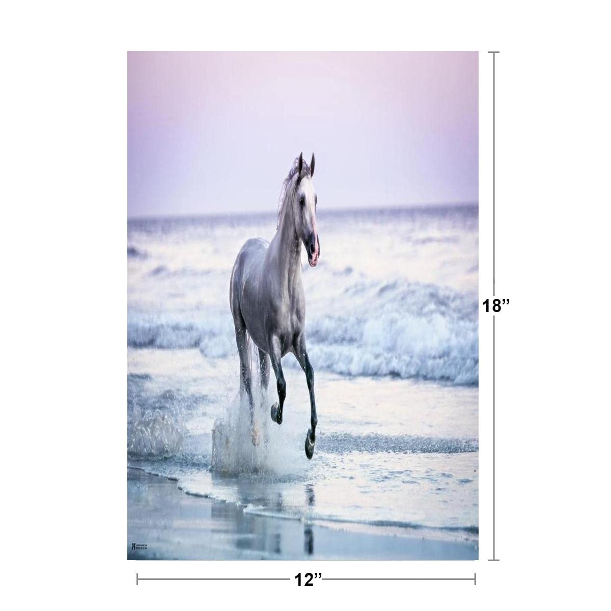 Amazon.com: White Horse Poster On Beach Bedroom Decor Cool Wall
