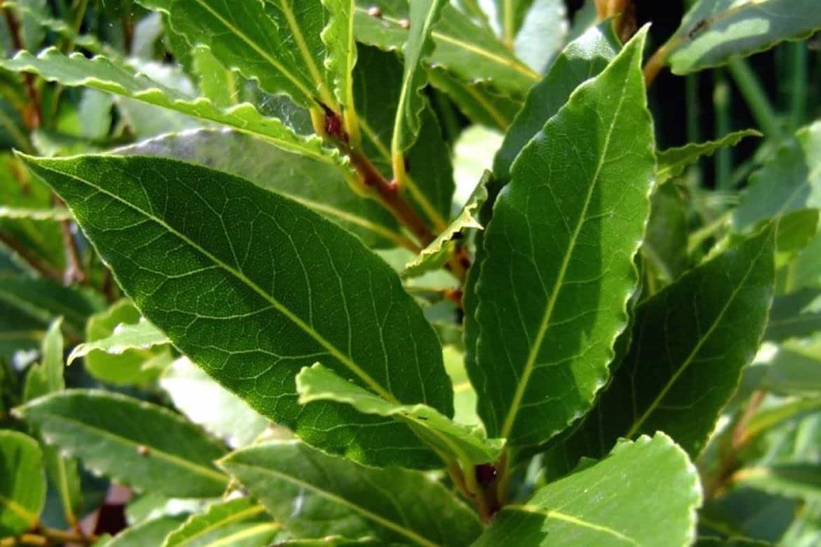 Bay Leaf Tree Live Plant | Laurus Nobilis | Bay Laurel or Sweet Bay 3-4" in A 2 1/2" Cup