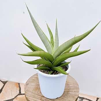 現品 サンスベリア バイビット 子株 希少 珍しい ビザルプランツ 観葉植物 61Yos4hdUYL._UF350,350_QL50_.jpg