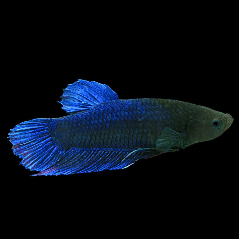 Amazon | (熱帯魚)ベタ プラガットジャンボ オス （約5-6cm） ＜1匹 