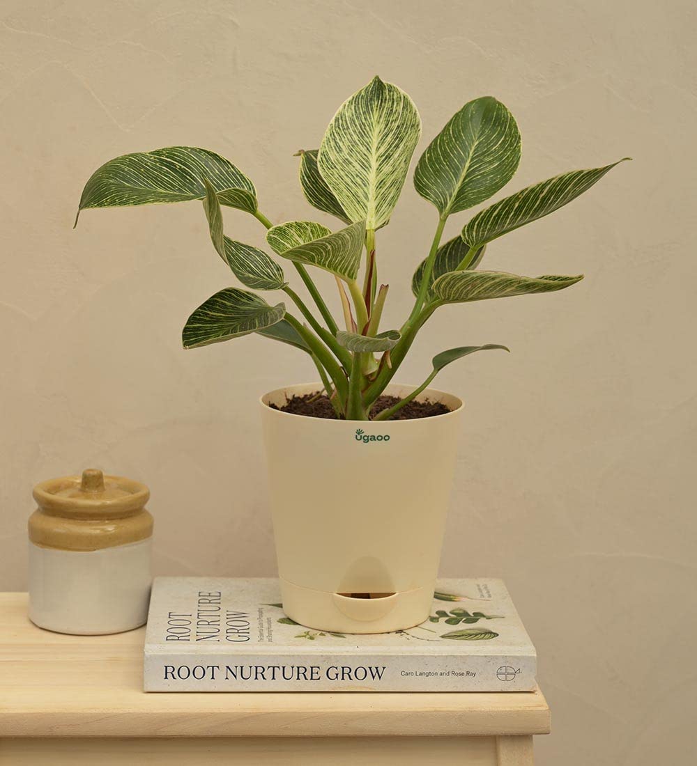 See full amazon price history chart for UGAOO Philodendron Birkin Natural Live Indoor Plant - Medium UGAOO Philodendron Birkin Natural Live Indoor Plant - Medium (B09PF3KRRS) Amazon Price History, Amazon Price Tracker