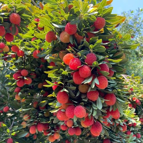 Myrica Rubra - madroño de jardín, resistentes interior exóticas semillas 180pcs