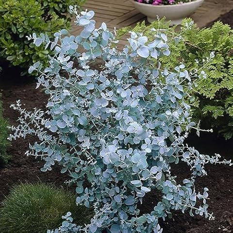 Eucalyptus gunnii - Cider Gum Plant in Pot Cover
