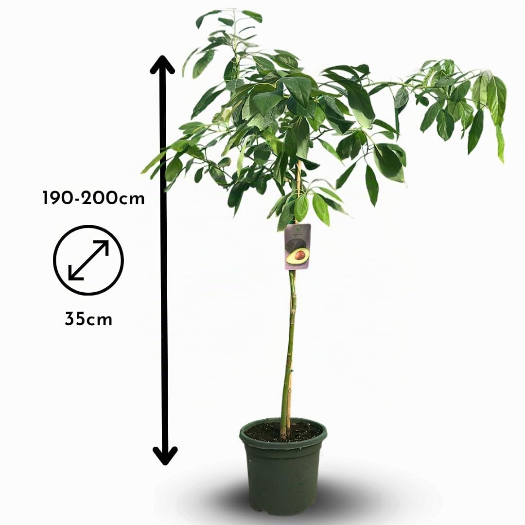 Attitude Jardin - Avocatier - hass - persea americana - arbre fruitier - 180-200 cm - ⌀ 35 cm