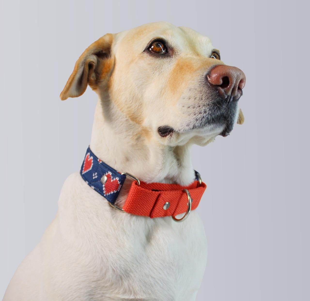 Dog-O-Bow Blue and Red Heart Martingale Collar for Dogs (Xtra Large) (B0D2L57FJ6) Amazon Price History, Amazon Price Tracker