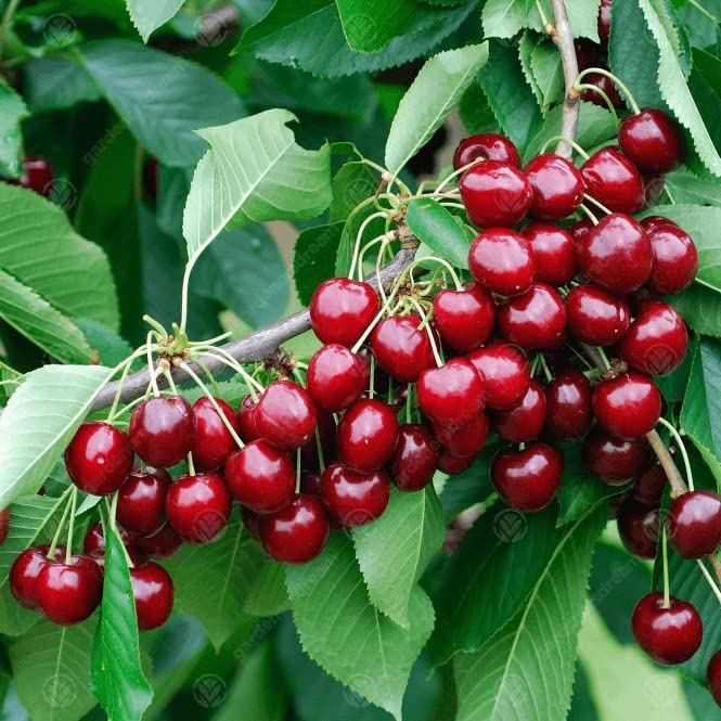 Platone Cherry Fruit Plant Live Kashmiri Cherry Fruit Plant For Garden (B0DBV7FXLY) Amazon Price History, Amazon Price Tracker