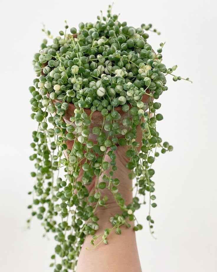 String of Pearls - Maceta viva de 4 pulgadas, suculentas raras en cestas colgantes, planta de interior suculenta para oficina en casa (cadena de