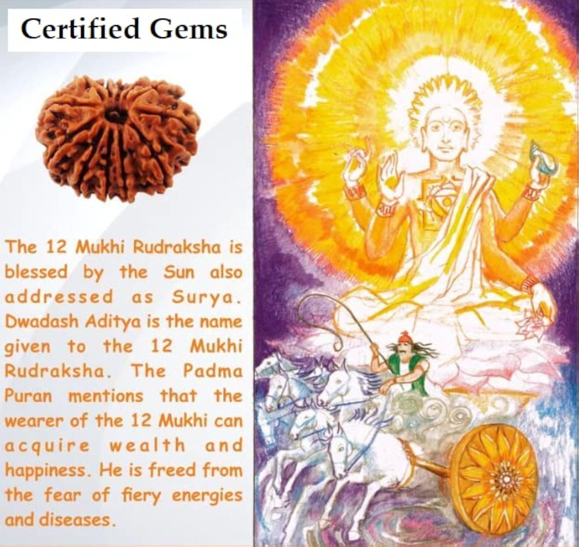 12 Mukhi Rudraksha Nepali Beads, Original 24mm with Capping