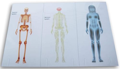 Miniatura 2 de Paper Craft Layering Jumbo Flash Cards - Anatomía humana - órganos, esqueleto, sistema cardiovascular, sistema nervioso (hembra)