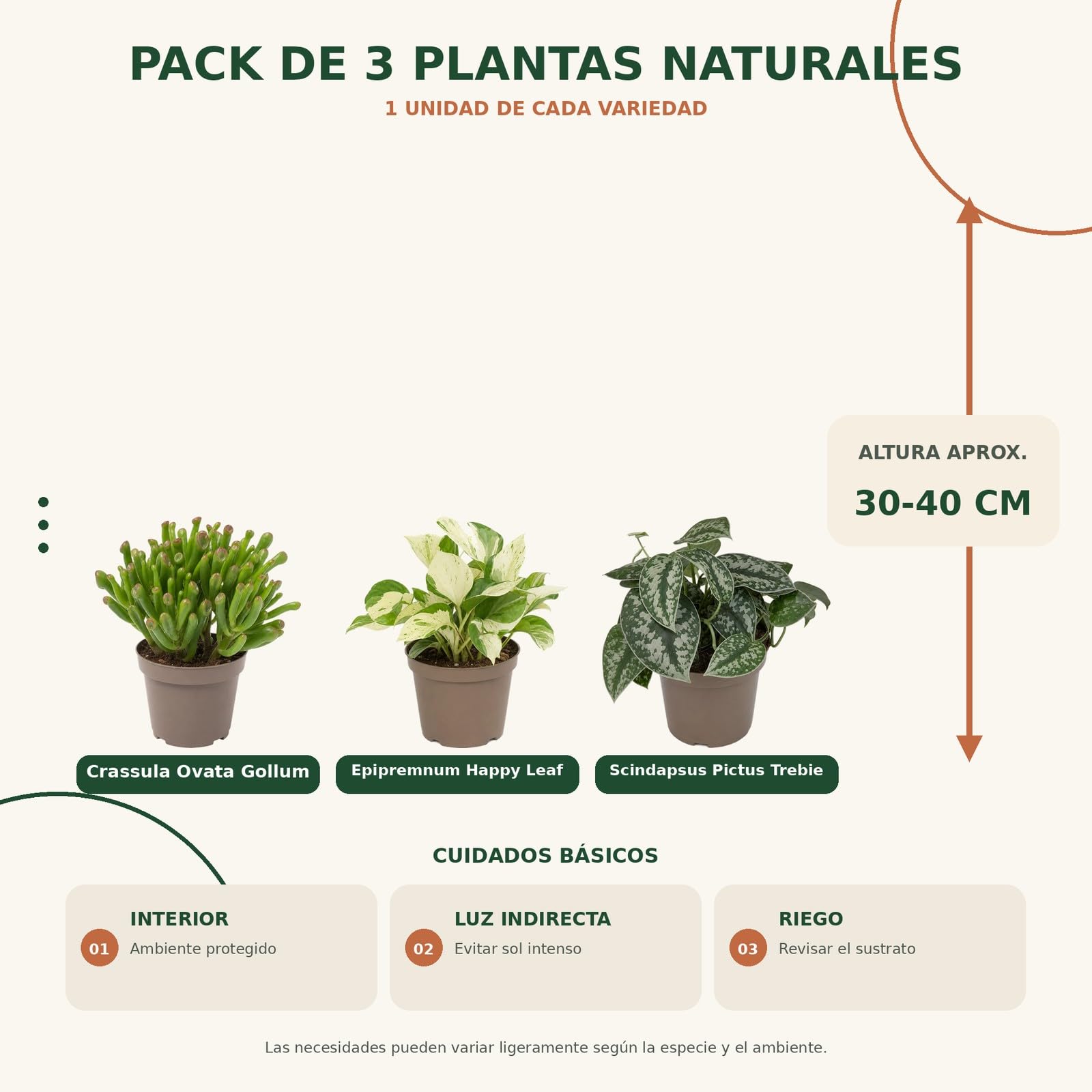 Pack 3 Plantas Naturales para Iniciar Una Colección en Casa DECOALIVE