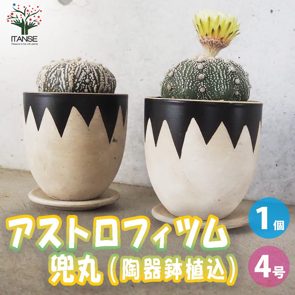 Amazon.co.jp: アストロフィツム・兜丸(カブトマル) お洒落な4号陶器鉢