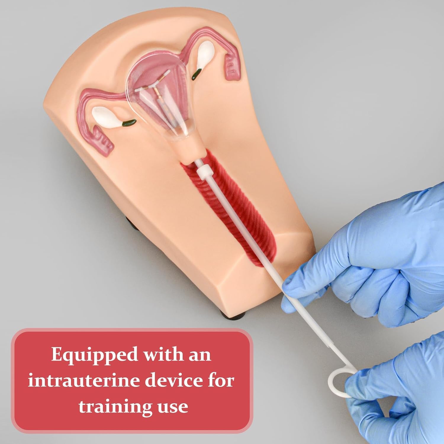 Modello di Formazione Sulla Contraccezione Intrauterina, Modello di Contraccezione E Formazione Intrauterina Femminile, Modello di Formazione IUD, per Studenti Infermieri Stampo per Guida Alla