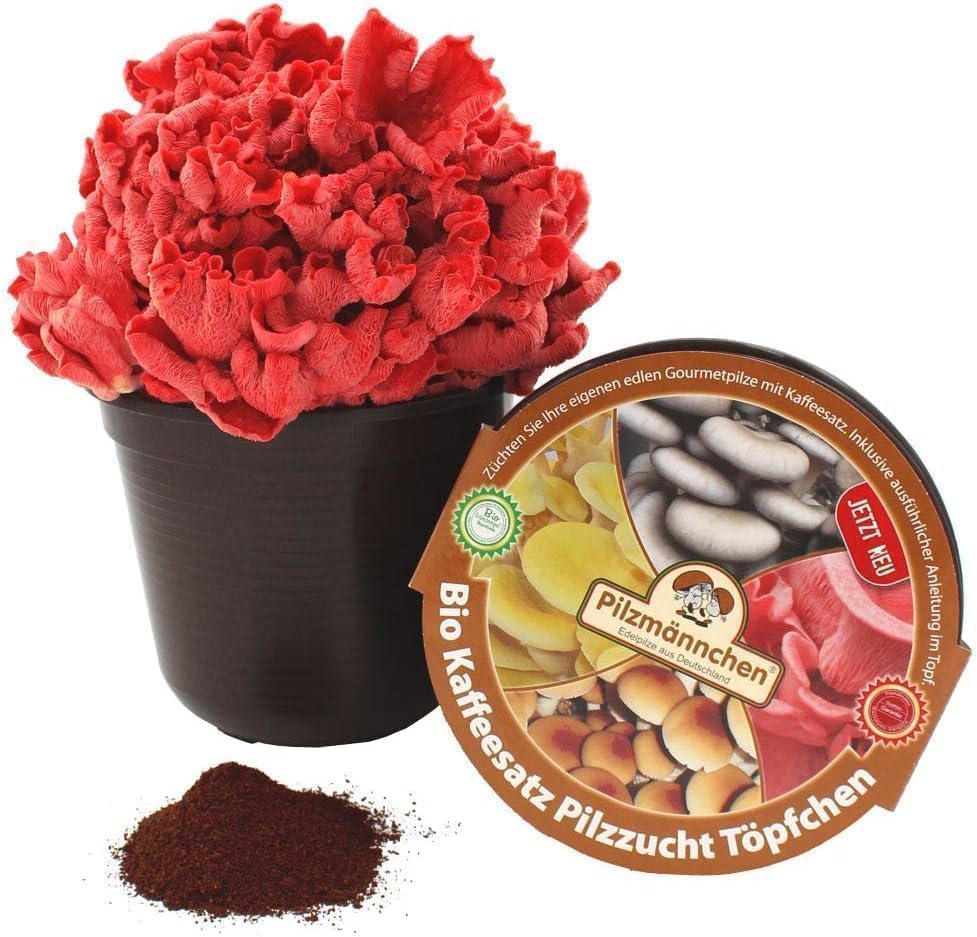 Bio Rosenseitling Kaffeesatz Töpfchen - Pilze selber züchten