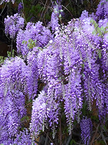 Royal Purple Wisteria - Fragrant Wisteria Live Plant
