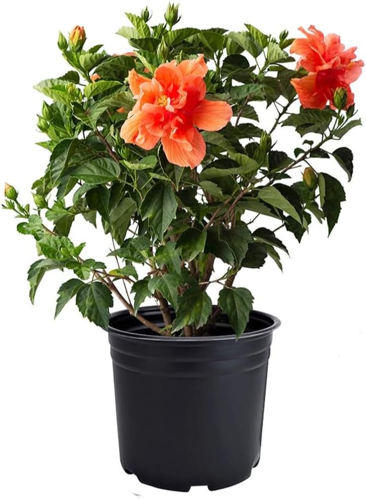 American Plant Exchange Live Tropical Double Peach Hibiscus Plant with Colorful Blooms, Plant Pot for Home and Garden Decor, 10" Pot