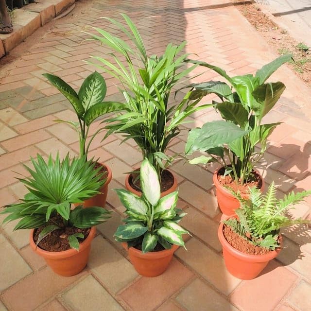 See full amazon price history chart for Indoor Jungle Special - Set of 6 - Dieffenbachia Tropic Snow, Areca Palm, Peace Lily, Fan/China Palm,Dieffenbachia Camillie & Green Fern in 7 Inch Live Indoor Plant Classy Red Perennial plants Pot Indoor Jungle Special - Set of 6 - Dieffenbachia Tropic Snow, Areca Palm, Peace Lily, Fan/China Palm,Dieffenbachia Camillie & Green Fern in 7 Inch Live Indoor Plant Classy Red Perennial plants Pot (B0CY9Q1YLS) Amazon Price History, Amazon Price Tracker