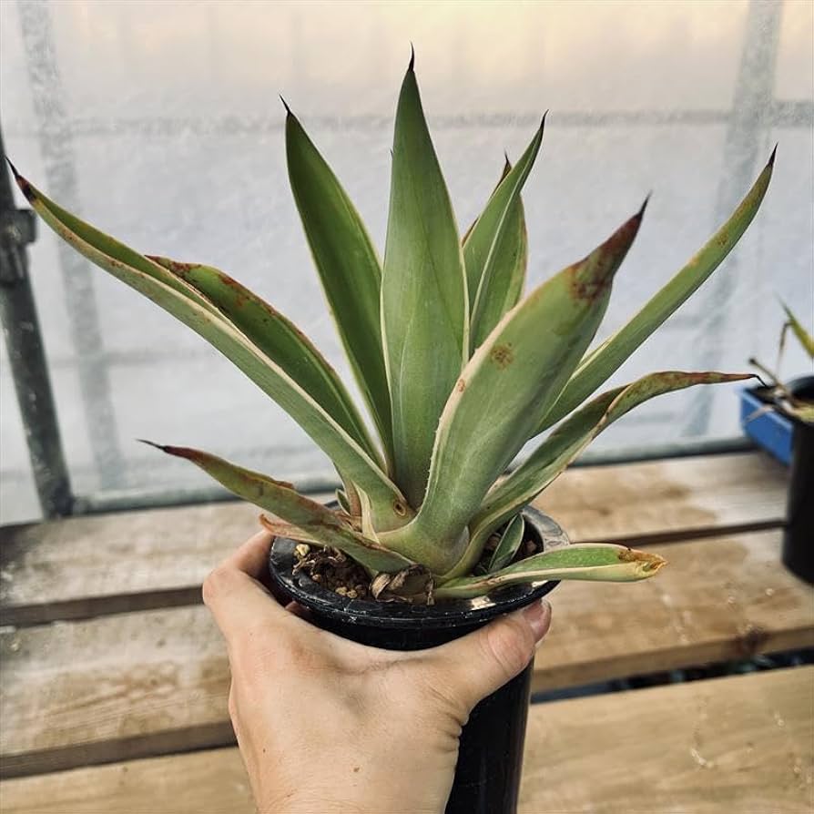 アガベ ベネズエラ　約1m 最終値下げ☆巨大アガベ ベネズエラ 高さ1メートル超え！ - メルカリ